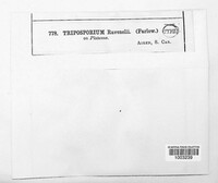 Tetraposporium ravenelii image